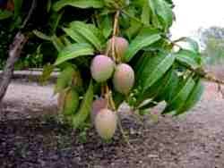 Lesbica rocando buceta com buceta Caroco de manga buceta